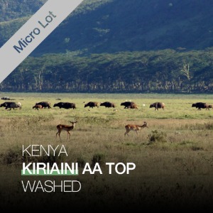케냐 마이크로랏 키리아이니 AA Top